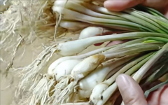 <b>这种长得像蒜的蔬菜 南方人超爱！赌博北方人没</b>