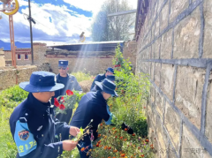 理塘县：铲除罂粟花 峻厉冲击毒品违法犯为